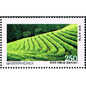 切手に見るソウルと韓国　第９５回　全羅南道の宝城茶畑　
