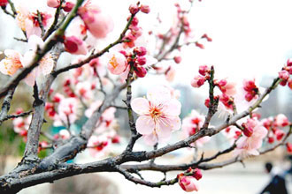 冬景色から一転、韓半島に春の便り