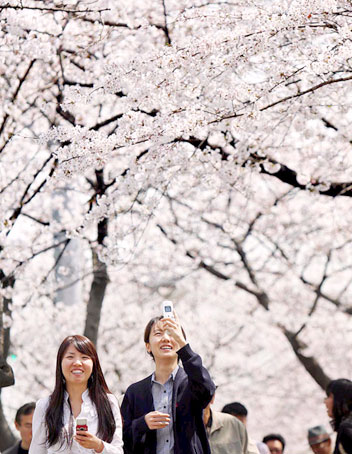 ソウルの桜満開