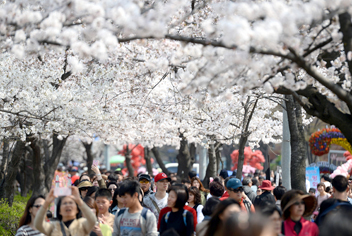 花便り北上、ソウルも桜満開